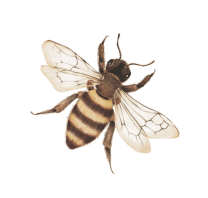 Bee